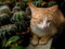 Yellow Cat Sleeps Peacefully on The Cactus Table