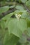 Yellow catalpa