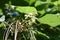 Yellow catalpa / Catalpa ovata