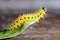 Yellow Caterpillar