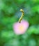 Yellow caterpillar with black dots levitating