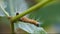 Yellow Caterpillar crawling on the tree branch HD Video, plant pests