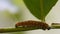 Yellow Caterpillar crawling on the tree branch HD Video, plant pests, animal macro footage