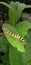 Yellow caterpillar eating guava leaves