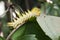 Yellow Caterpillar on Leaf