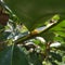 Yellow Caterpillar Sitting in twig