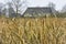 Yellow cattail leaves in front of a farm in autumn
