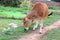 Yellow cattle in the field