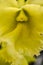 Yellow Cattleya Orchid Detail