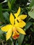 Yellow cattleya orchid flower