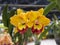 Yellow Cattleya orchid i