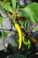 Yellow Cayenna chili pepper