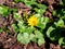 Yellow celandine bloom in spring