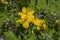 Yellow celandine blooms in the forest