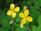 Yellow celandine flowers as a background of a Medicinal plant.