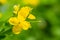 Yellow celandine flowers bloomed