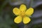 Yellow celandine flowers close up in green