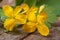 Yellow celandine flowers closeup on a wooden table