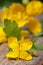 Yellow celandine flowers macro vertical