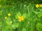 Yellow celandine, herbs