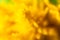 Yellow Celosia Flower Abstract