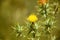 Yellow Centaurea flowers in grass meadow.