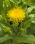 Yellow Centaurea Macrocephala Bighead Knapweed Bloom