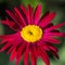 Yellow center of red beautiful pyrethrum flower showing fibonacci pattern.