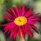 Yellow center of red beautiful pyrethrum flower showing fibonacci pattern.