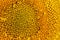 Yellow center sunflower macro closeup texture
