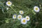 Yellow center with thin white peddles. Daisy Fleabane Erigeron strigosus flowers blooming in a garden