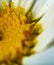 Yellow centered macro shasta daisy