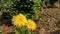 Yellow Cerebra flower in the garden
