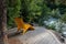 Yellow chaise lounge outside in nature on a patio above Fitzsimmons Creek, Whistler BC Canada