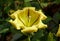 A yellow Chalice Vine flower, also known as Hawaiian Lily