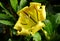 A yellow Chalice Vine flower, also known as Hawaiian Lily