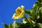 The yellow Chalice Vine flower at full bloom, also known as Hawaiian Lily