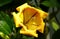 A yellow Chalice Vine tropical flower at full bloom