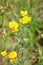 Yellow chamomile (Anthemis tinctoria)