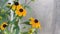 Yellow chamomile with black heart or flowers from Aster family swaying in wind in garden. Sunny blooms for home or plot