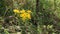 Yellow chamomile flowers in summer field.