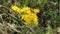 Yellow chamomile flowers in summer field.