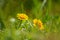 Yellow chamomile or golden marguerite flower on natural blurry background