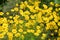 Yellow chamomile, a wildflower