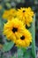 Yellow chamomiles in the garden in summer