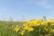 Yellow chamomiles on a meadow