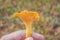 Yellow chanterelle