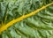 Yellow Chard Leaf Close-up