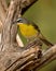 Yellow Chat  poses on tree stump for portrait