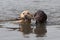 Yellow and Chcolate Labrador Retrievers swimming